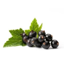 Blackcurrant My Flavor